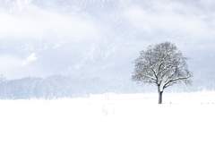 [승수경민] 나무 아래