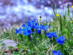 꽃밭에 숨어있던 잡초