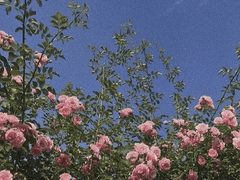 Sunny / XX / 프랑스