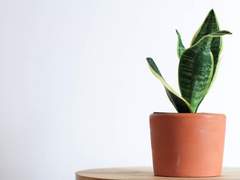 [1] 쉐리 아스타 앞