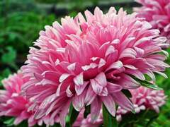 날개는 숨어들고