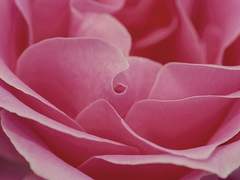 진지커 성인 프로필