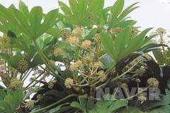 Chapter 8. Paperplant 팔손이_79화