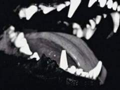 [불문곡직] Shepherd / 인간 / 공개 프로필