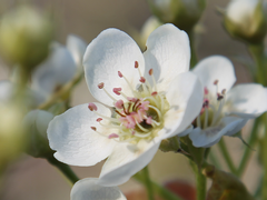 배꽃은 달빛에 하얗게 빛나고