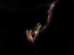 보기 드문 동족