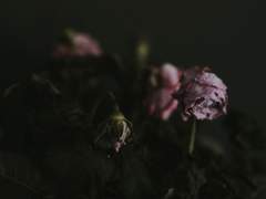 친애하는 이사야.