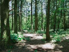 Dear, JYP Ent. (Stray kids)