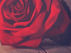 [한 담 / XX / 외부인]