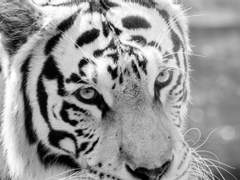 [망기무선] 탐 上