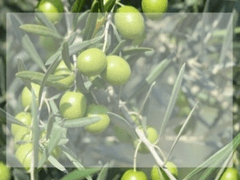 올리브가 좋아&iquest;