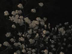 의불 에쿠레이 ..