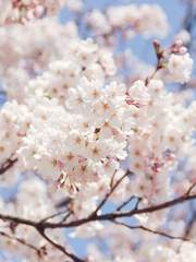 맑게 빛나는 초승달