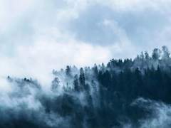 [백도] 괴물의 꽃 #12