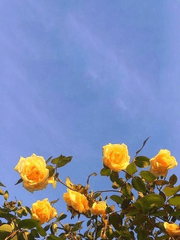 어서오세요 새벽나라에