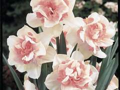 [루시사/단편] 우리 사랑하길 바라