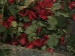 Cecil Darin [XY / 19]