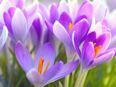 (켄히나)저는 오늘 죽으려합니다. 01