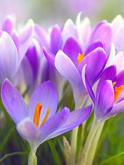 (켄히나) 저는 오늘 죽으려합니다.