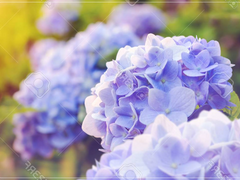 (켄히나) 저는 오늘 죽으려합니다. 02