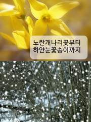 노란개나리꽃부터 하얀눈꽃송이까지
