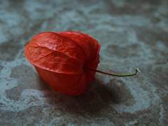 Chapter 9. Winter cherry 꽈리_90화