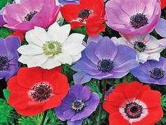 (켄히나) 저는 오늘 죽으려합니다. 04 (1편)