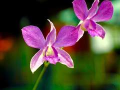 자네도 펜 오키드를 닮고 싶은가?