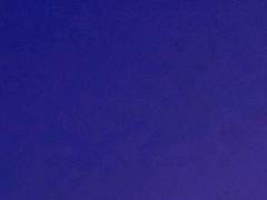 나비의 천적은?