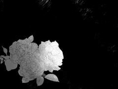 칼핀은, 아페시스를 싫어하나?