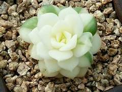 [왕샤오] 선인장 9