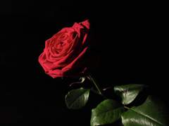 [NCT Dream] 그녀가 죽었다 1