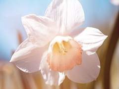 [다자아쿠] 꽃이 되고 싶습니다.