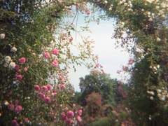 te semper memoria tenebo.