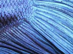 망기무선: 잉어 청년