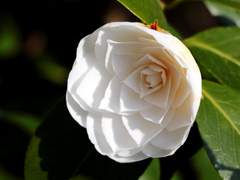 [이치사마] White Camellia