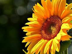 [해예] 해바라기