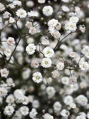 [옷토게] 이울다