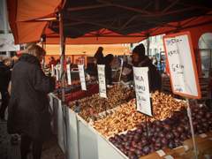 북극여우 관찰일기 03