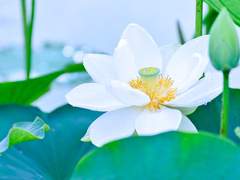 [희신강징] 애상(哀傷) 외전 -4- (完)