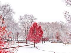 [단편] 한겨울의 빨간 나무