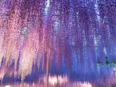 좋아하는 꽃에 이름은