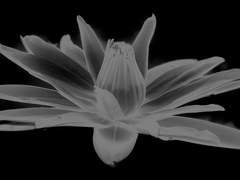 누군가가 믿고 싶어 하는 이야기