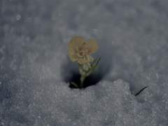 겨울에 피는 꽃