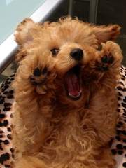 쪼푸는참지않긔