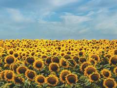 봄날의 곰처럼.