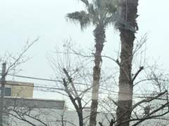 토요일 오후는 너무나 아름다워서 나도 모르게 사랑하게 되었다.