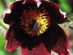 Chapter 10. Korean pasque flower 할미꽃_98화