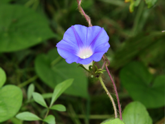 기유탄 AU/나팔꽃 필 무렵2