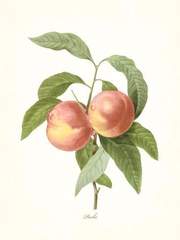 [완결] 어? 피- 치!